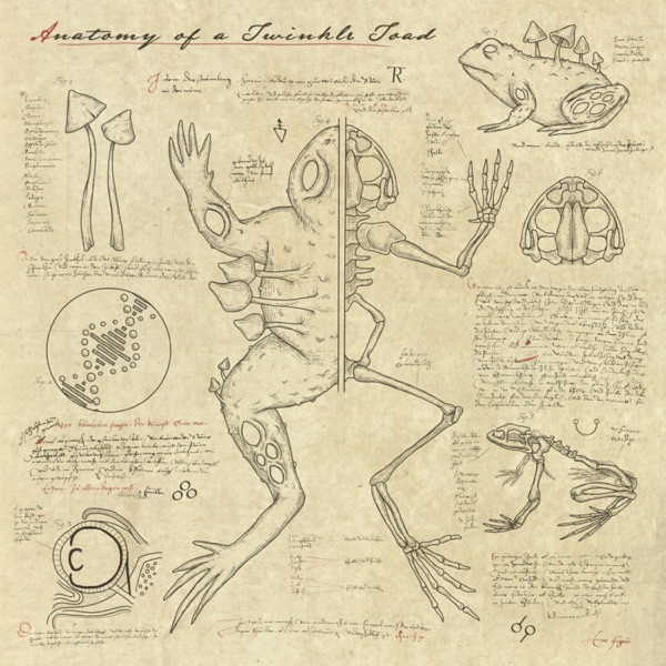 anatomy of a twinkle toad cover